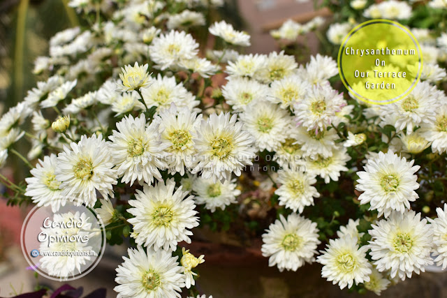 Chrysanthemums On our Terrace Garden