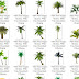 Palm Tree Pngs Pack Download Free ( khajoor plant Png)