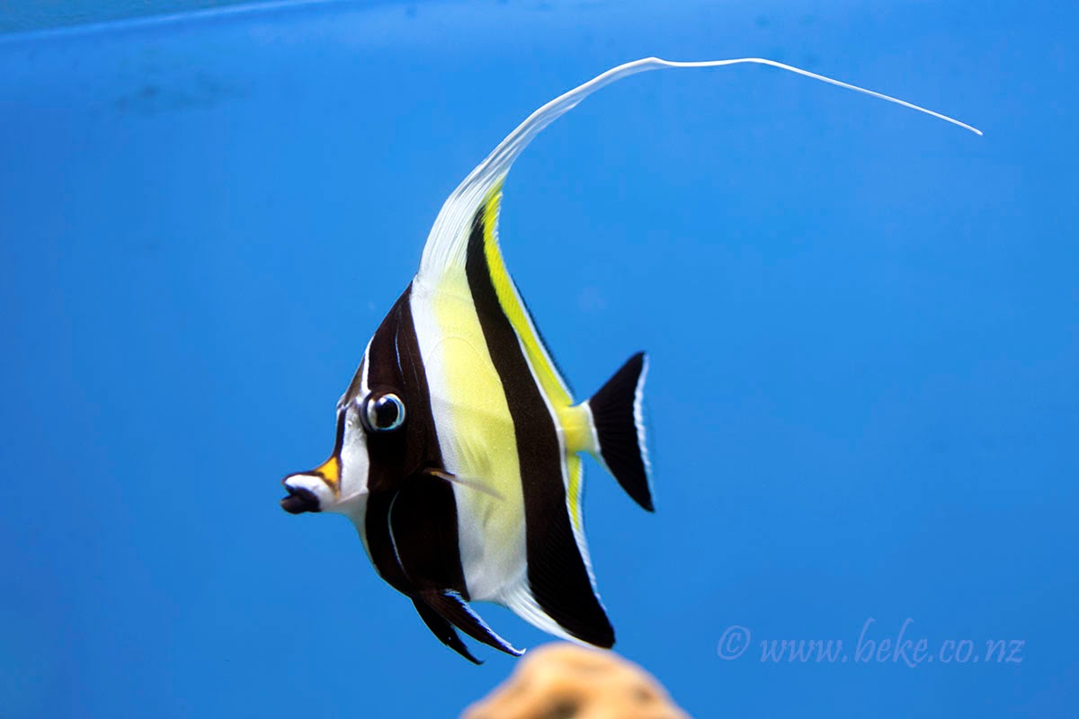 fish share KUMPULAN  GAMBAR  IKAN  HIAS MOORISH IDOL 8