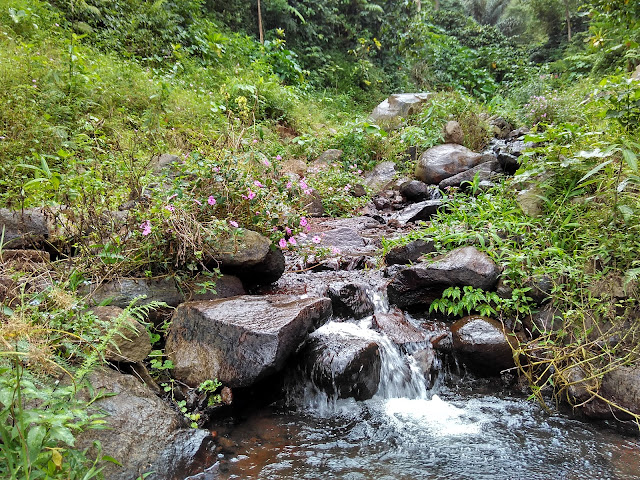 Jelajah Kebun Kopi Ngrancah Bersama Komunitas Kota Toea Magelang