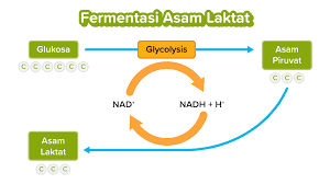 Asam proses fermentasi