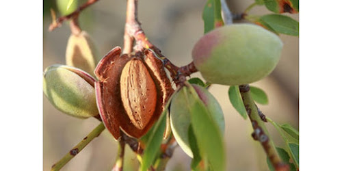 jual KACANG ALMOND Manggarai<br/>