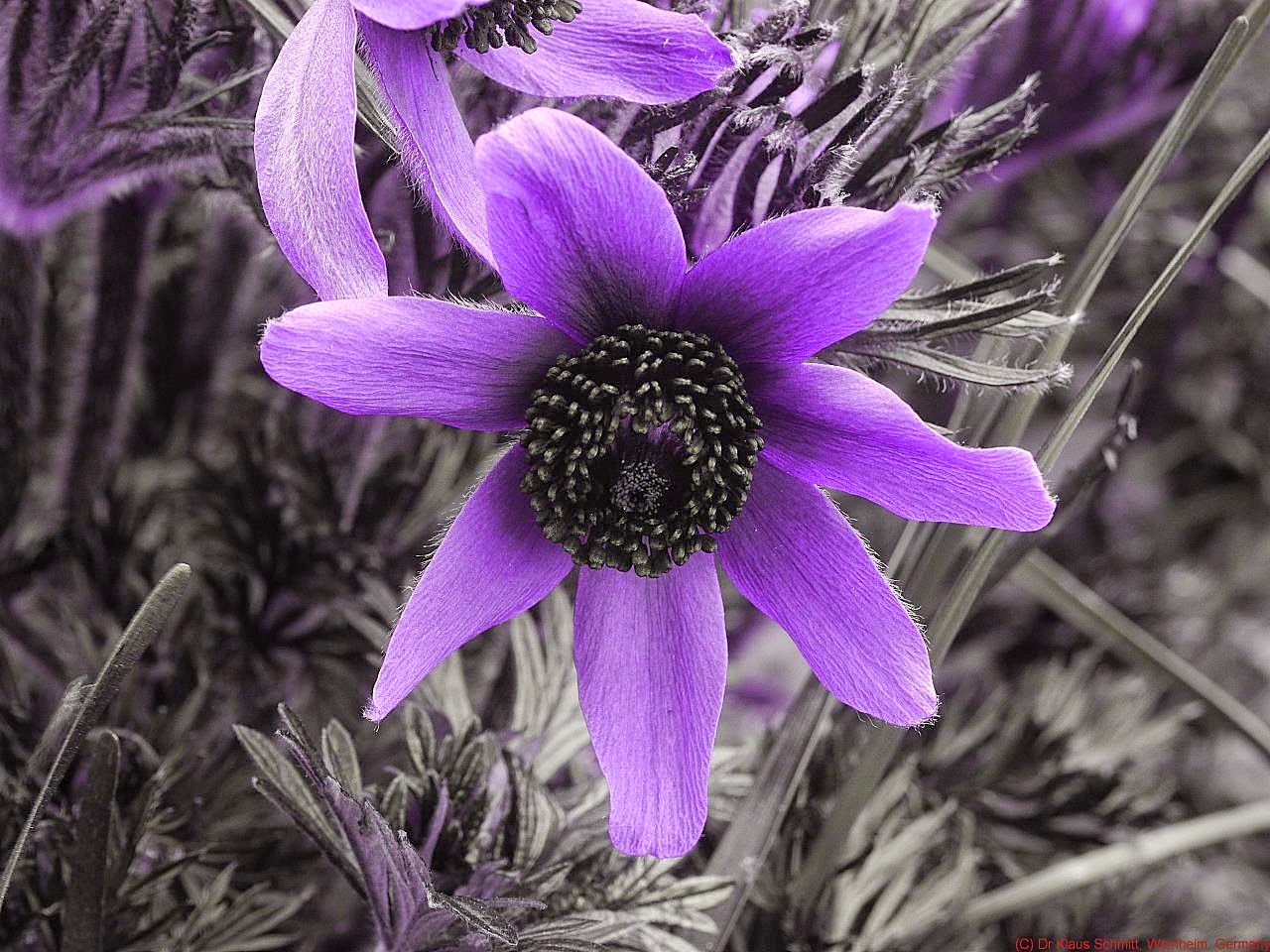 Pasque Flower