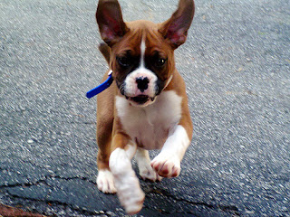 cute boxer puppy pictures