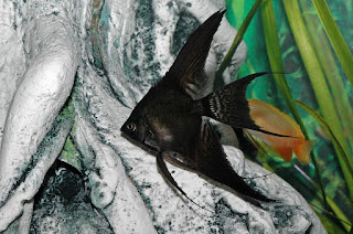 Black Veil Angelfish