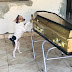 Cachorro chora e acompanha velório da dona ao lado do caixão em Camaçari, na Bahia