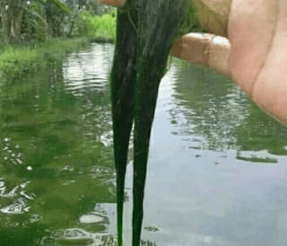 Mancing Liar Ikan Nila, Kenali 2 Cara Mudah Mendatangkan Babon