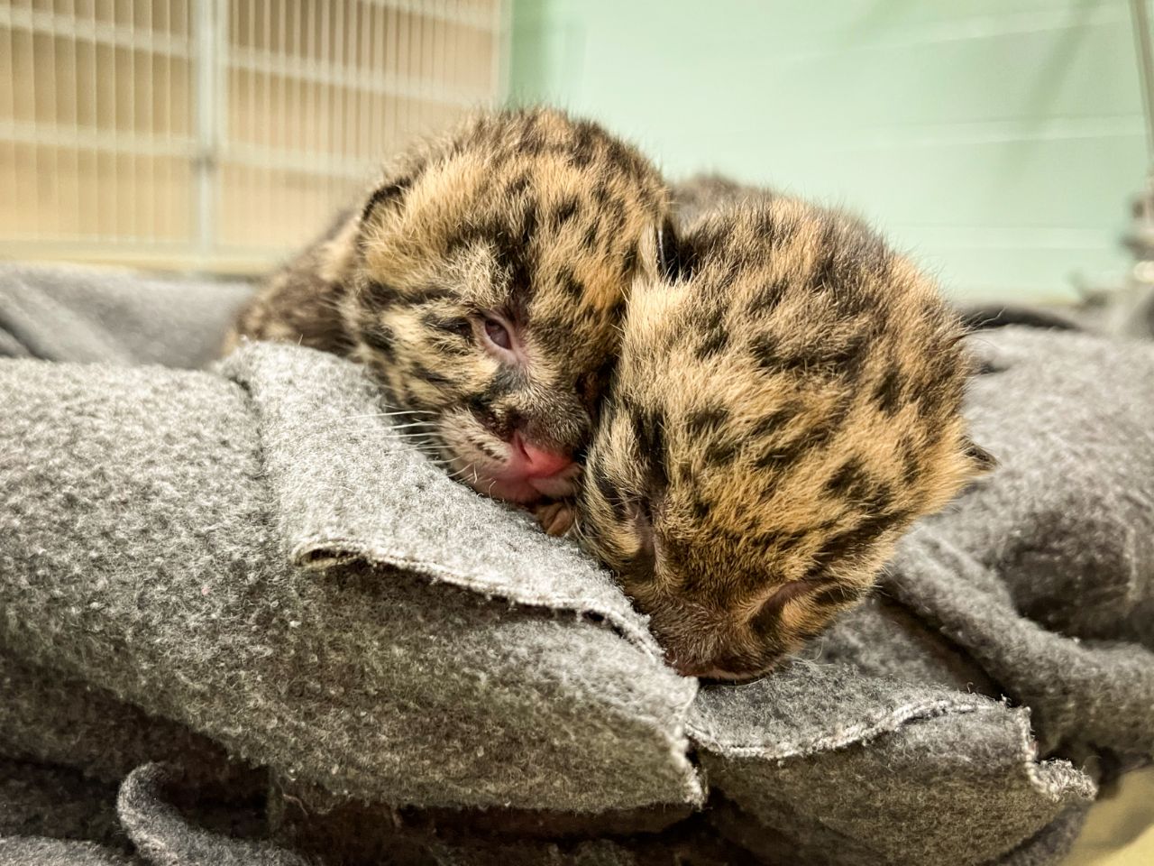 Two clouded leopard babies