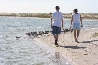 birds on Don Pedro Island