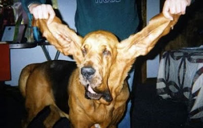 สุนัข หู ยาวที่สุดในโลก