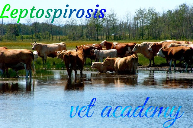الليبتوسبيرا-داء البريميات - مرض الصفراء-مرض البول المدمم -Leptospirosis-Red water disease