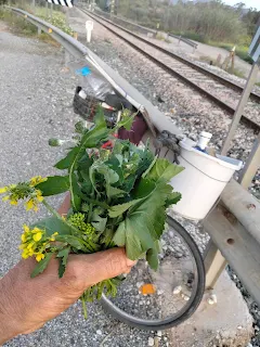 Wild herbs in my hand, bicycle in the background.