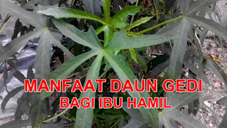 anfaat daun gedi bagi ibu hamil, tanaman herbal, khasiat daun gedi