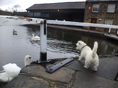 west highland white terrier and swan
