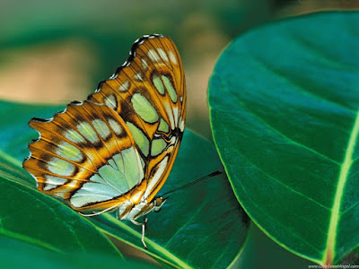 beautiful_butterflies_wallpaper_OnlySweetAngel.com