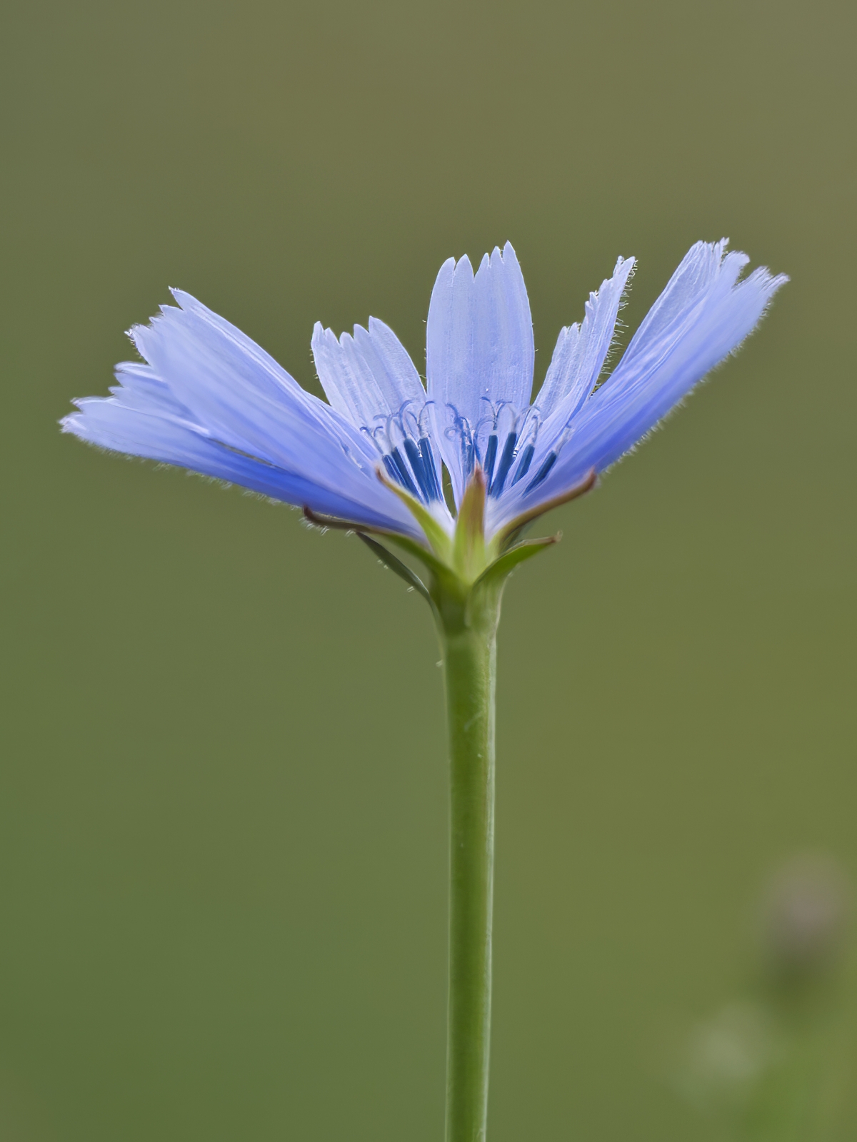 Cichorium intybus