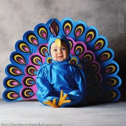 Baby peacock.