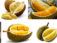 Cara Budidaya Tanaman Buah Durian Dalam Pot