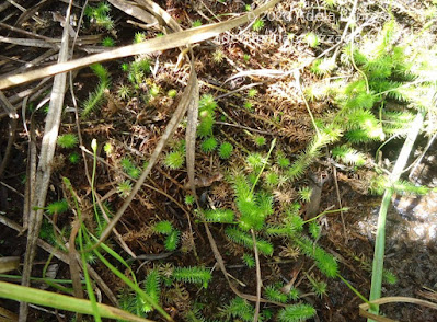 Elodea (Egeria najas)