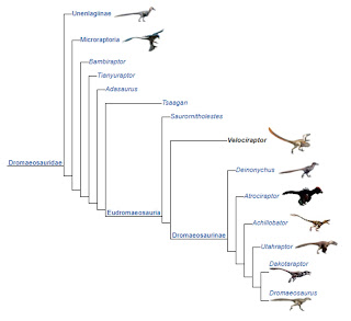info hewan tumbuhan prasejarah: velociraptor, si