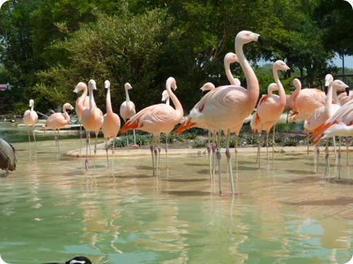 Sea World 053