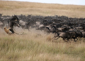 Masai Mara National Park Wild Animals - Lion's Crowd Hunt