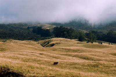 Cattle range on Haleakala, Oct 2009