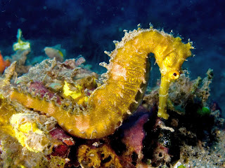 Sea Horse Wallpaper