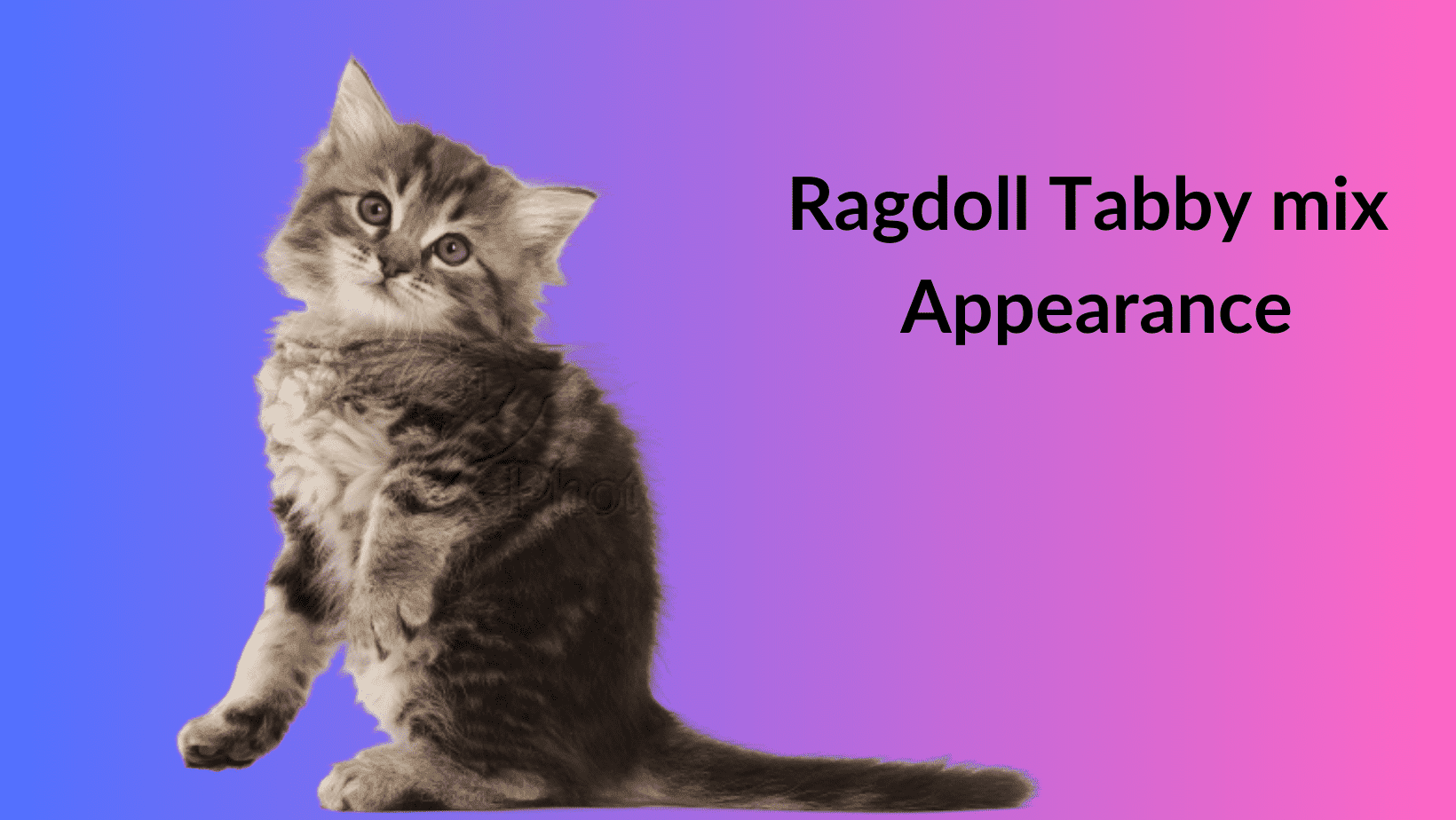 Ragdoll tabby cat mix - Traits, personality you need to know before buying  - RagdollGuru