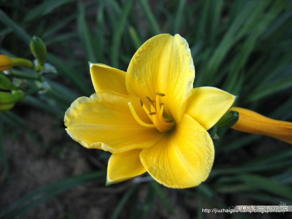 兰花 花:lanhua-09020112235272