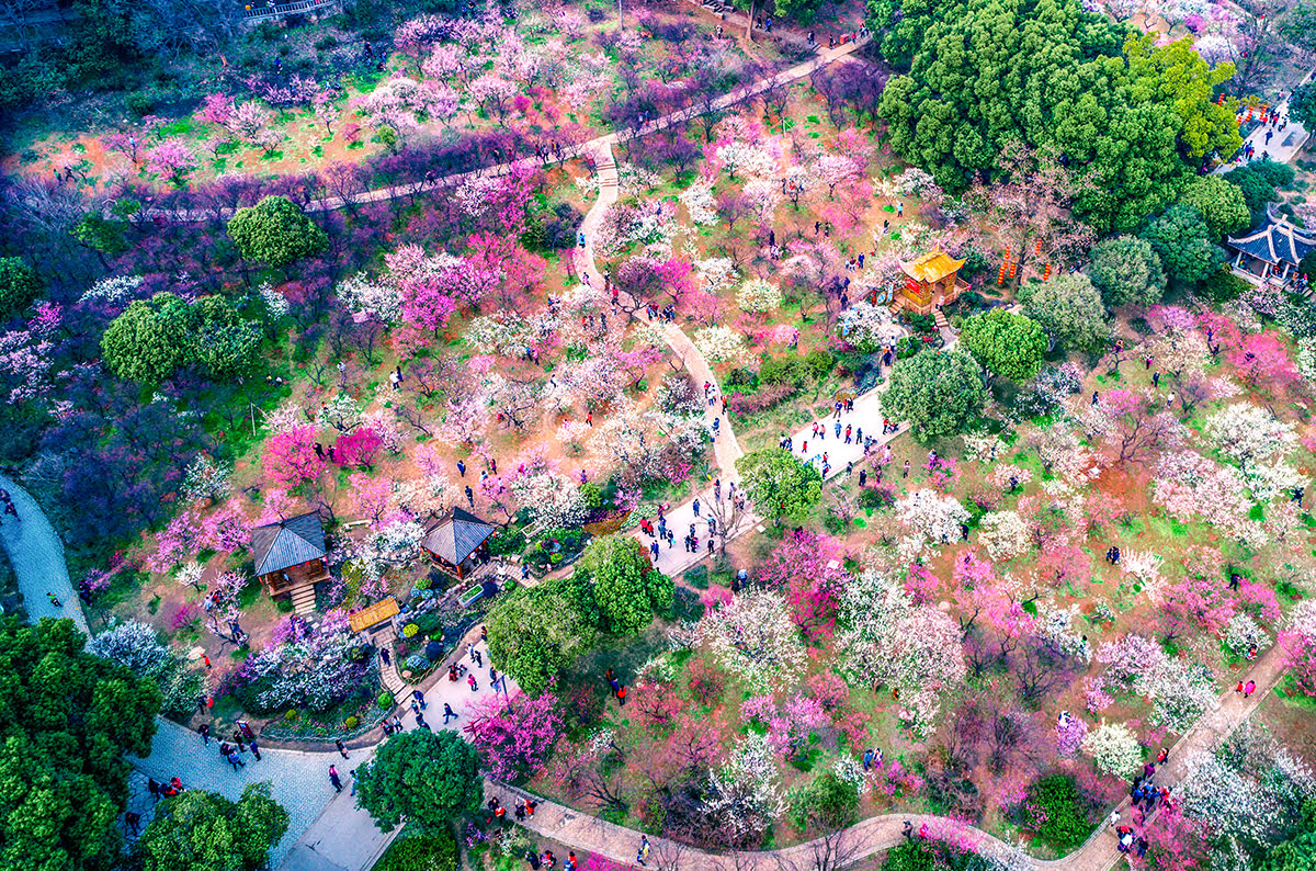 يوييدو تفتح أزهار الكرز في كوريا الجنوبية 2023