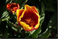 IMG_6232 (Medium)