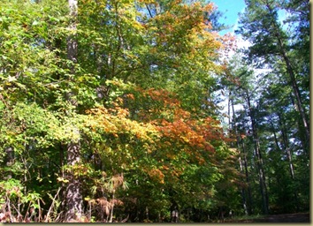 fall colors