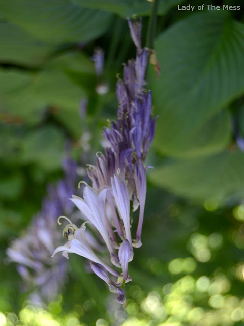 kuunlija, lily of the moon