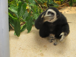 White-handed Gibbon (Hylobates lar)