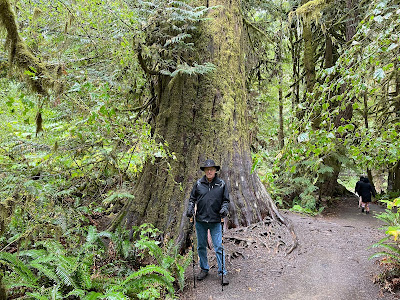 huge trees