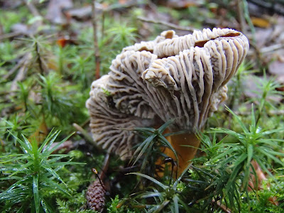 Pieprznik trąbkowy Craterellus tubaeformis