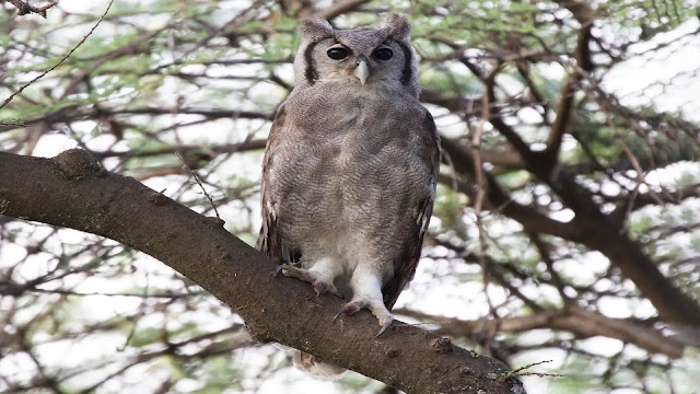 Verreaux’s Eagle Owl