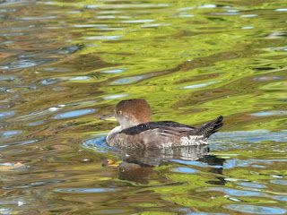 Lophodytes cucullatus - Harle couronné - Mergus cucullatus