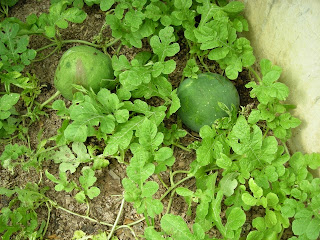 Moon and Stars watermelon, Honduras