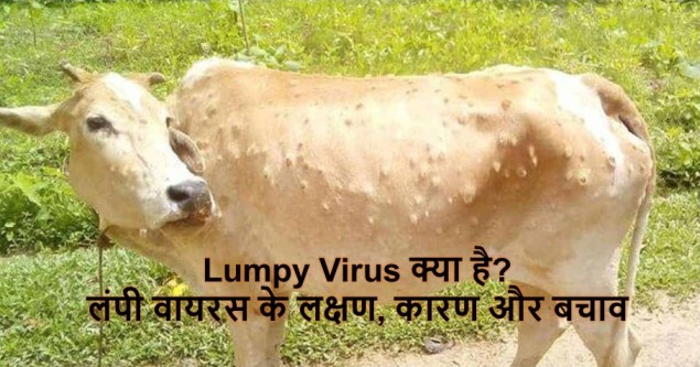 Lumpy Virus क्या है? लंपी वायरस के लक्षण, कारण और बचाव