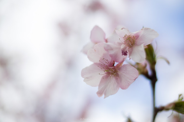 桜　河津桜