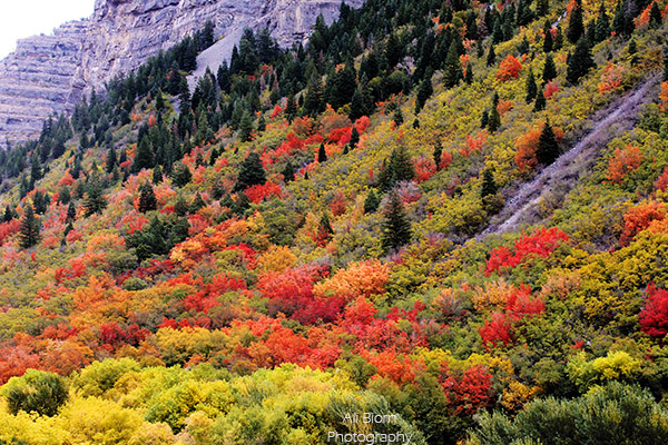 fall colored trees in Provo Canyon