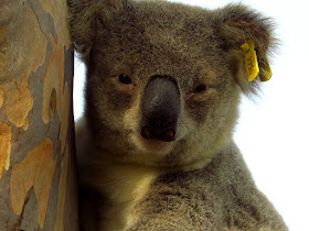 Jethro the Koala in a garden in Pittsworth, Queensland, Australia. 