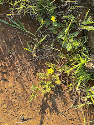 Puncture vine (Tribulus cistoides)