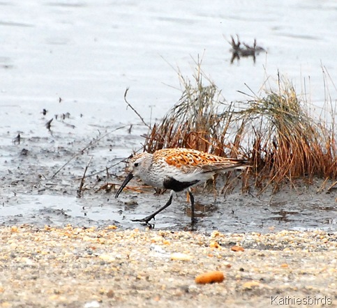 19. dunlin-kab