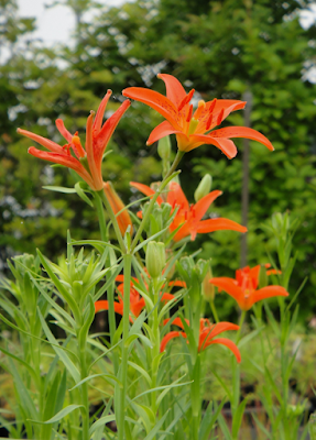 Лилия Буша (Lilium buschianum)