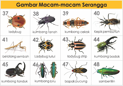 GAMBAR-JENIS & MACAM HEWAN SERANGGA