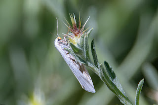 mariposa-nocturna-coscinia-chrysocephala-