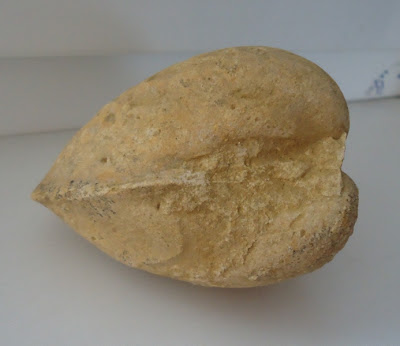  Fossil Sea Shell